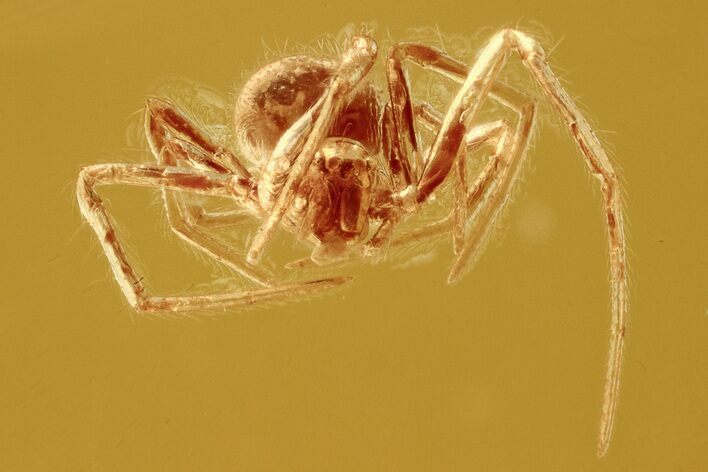 Detailed Fossil Spider (Araneae) In Baltic Amber #275496